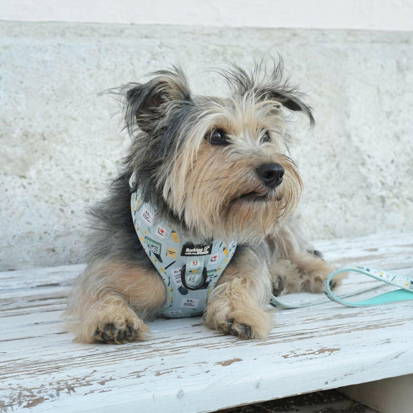 Office Dog - Geschirr