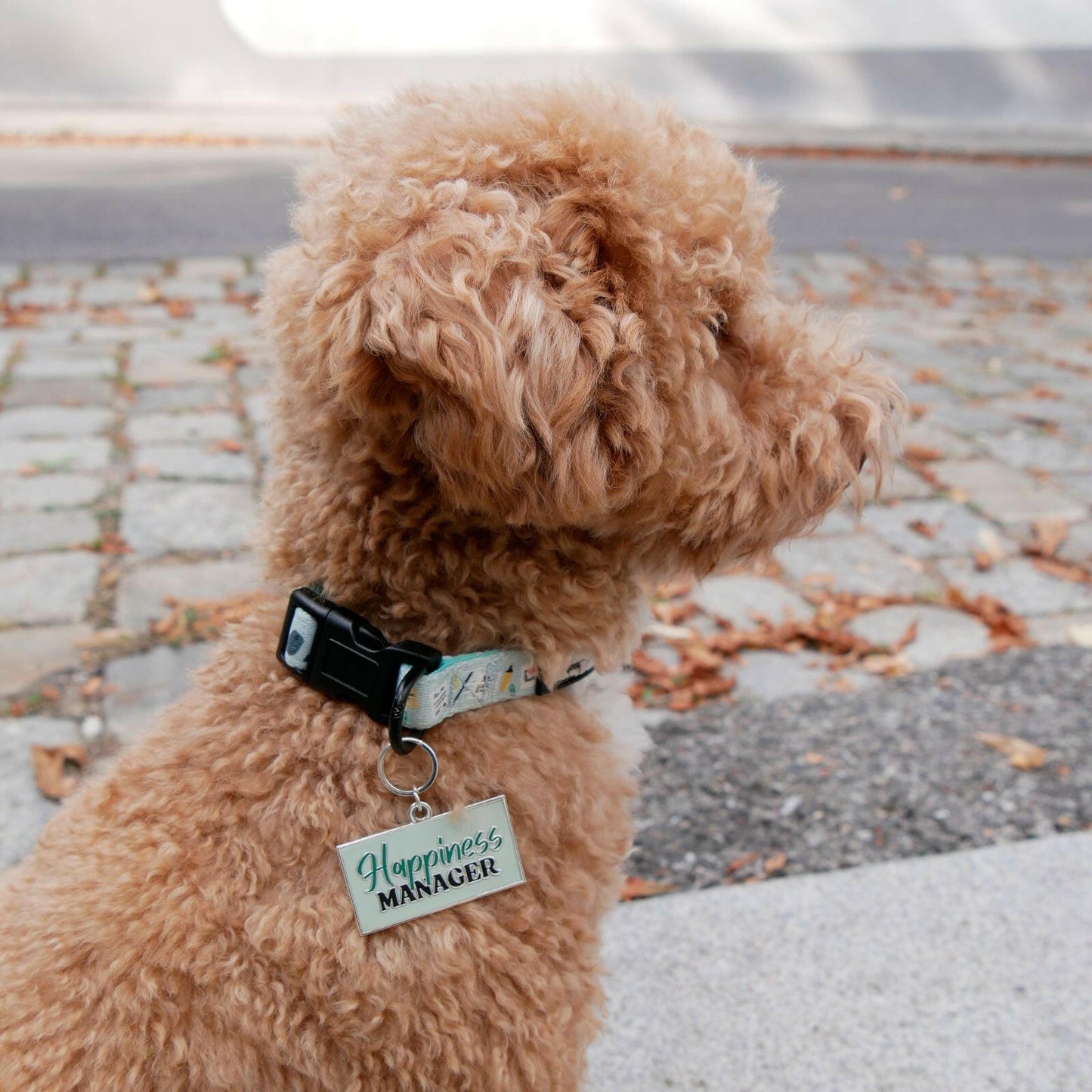 Office Dog - Halsband