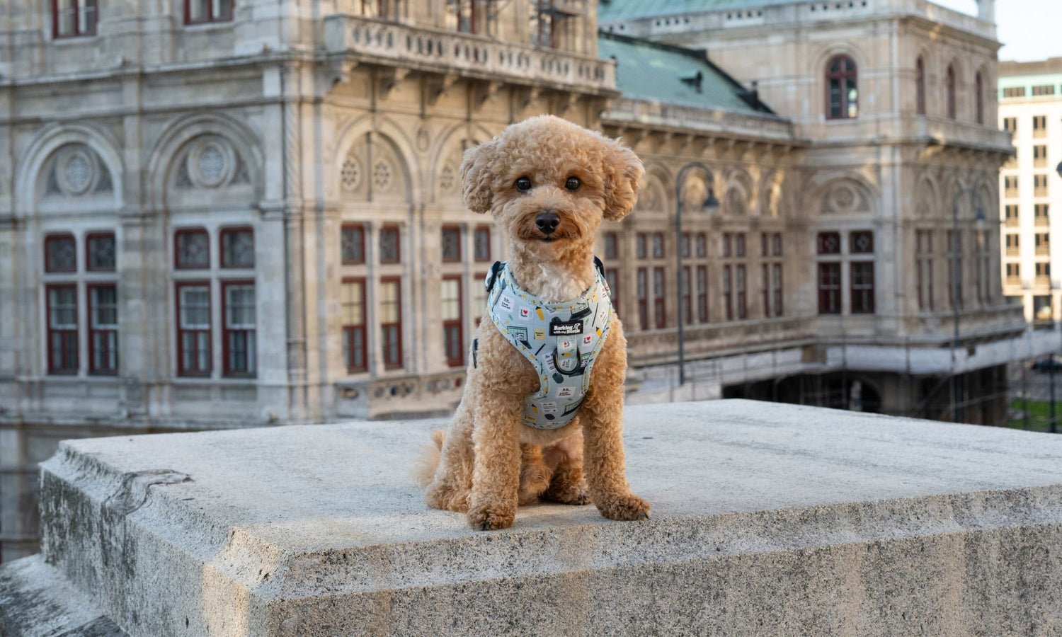 Bollipoo mit Office Dog Geschirr