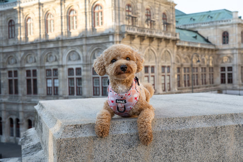 Barking with my Bestie - Bollipoo Eddie im Coffee Date Geschirr