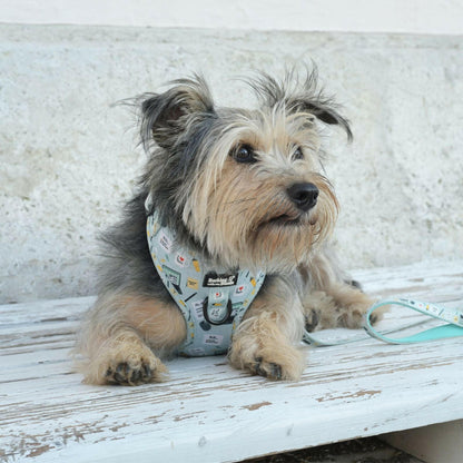 Office Dog - Geschirr